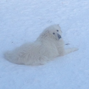 Fundraising Page: Marci Davies